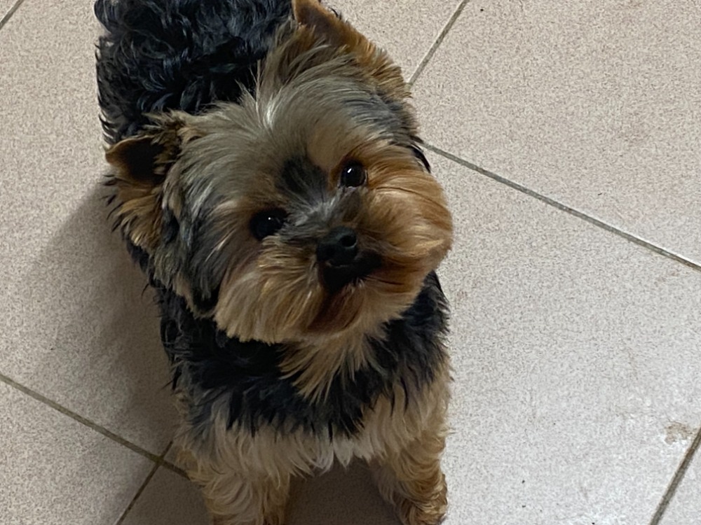 Animal à l'adoption
