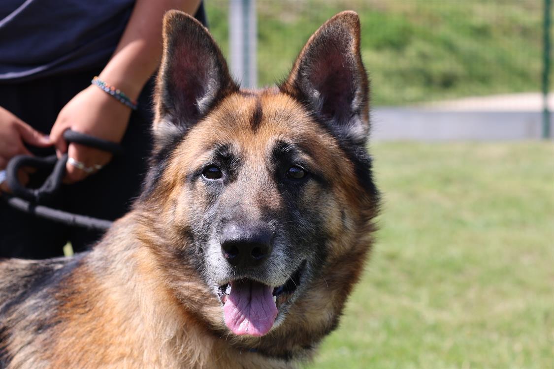 Animal à l'adoption