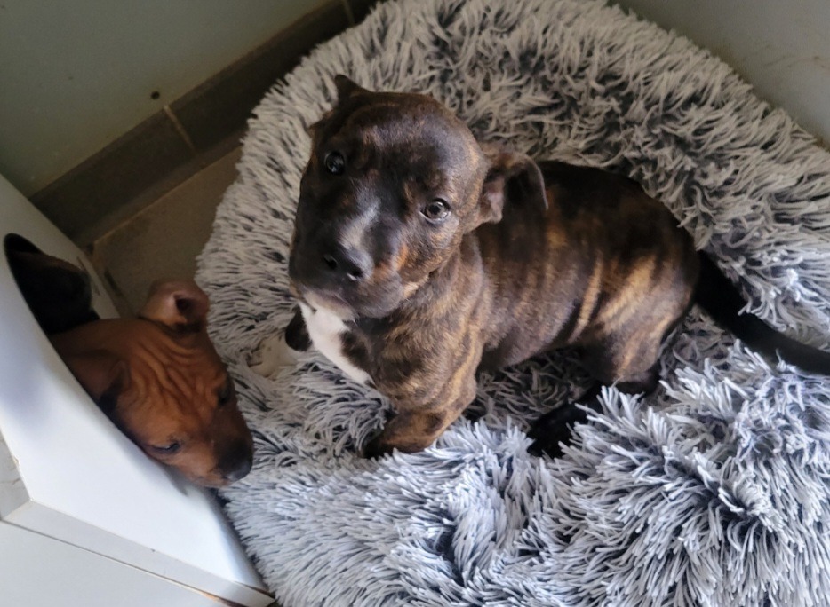 Animal à l'adoption