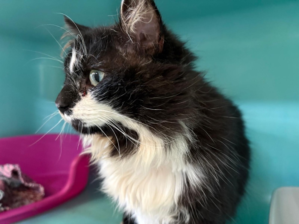 Animal à l'adoption