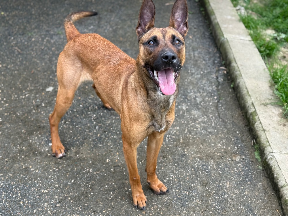 Animal à l'adoption