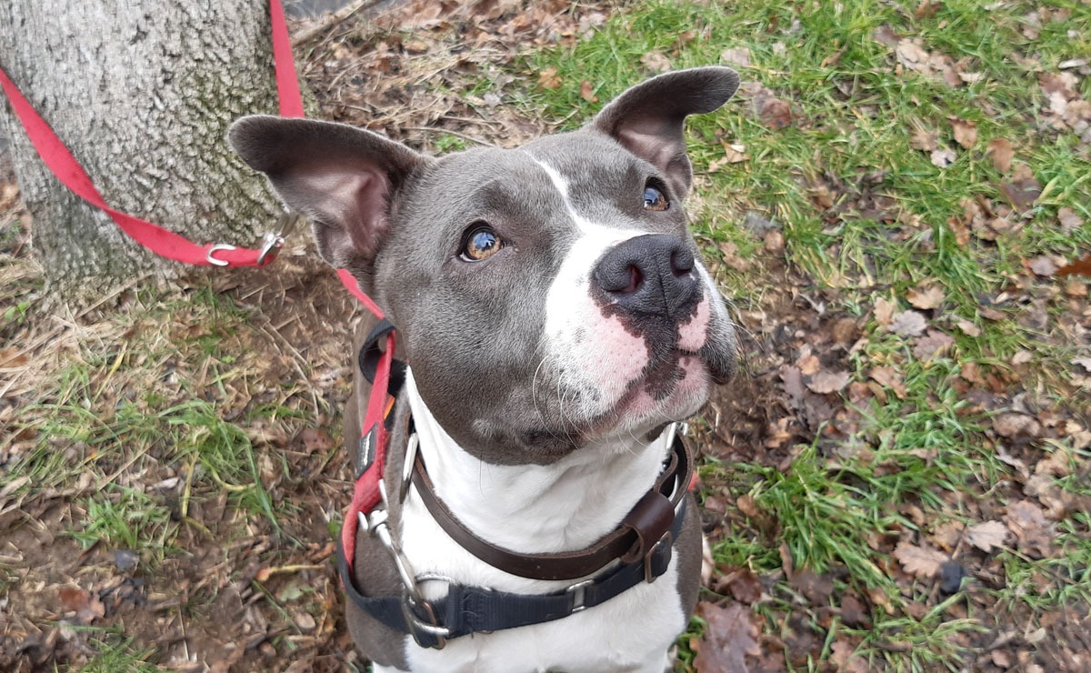 Animal à l'adoption