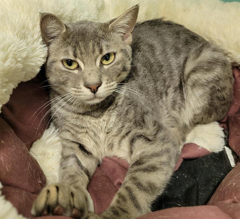 Animal à l'adoption