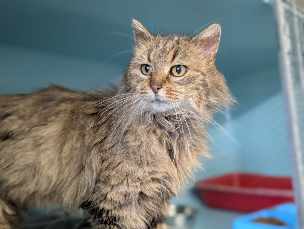 Animal à l'adoption