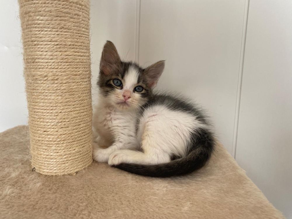Animal à l'adoption