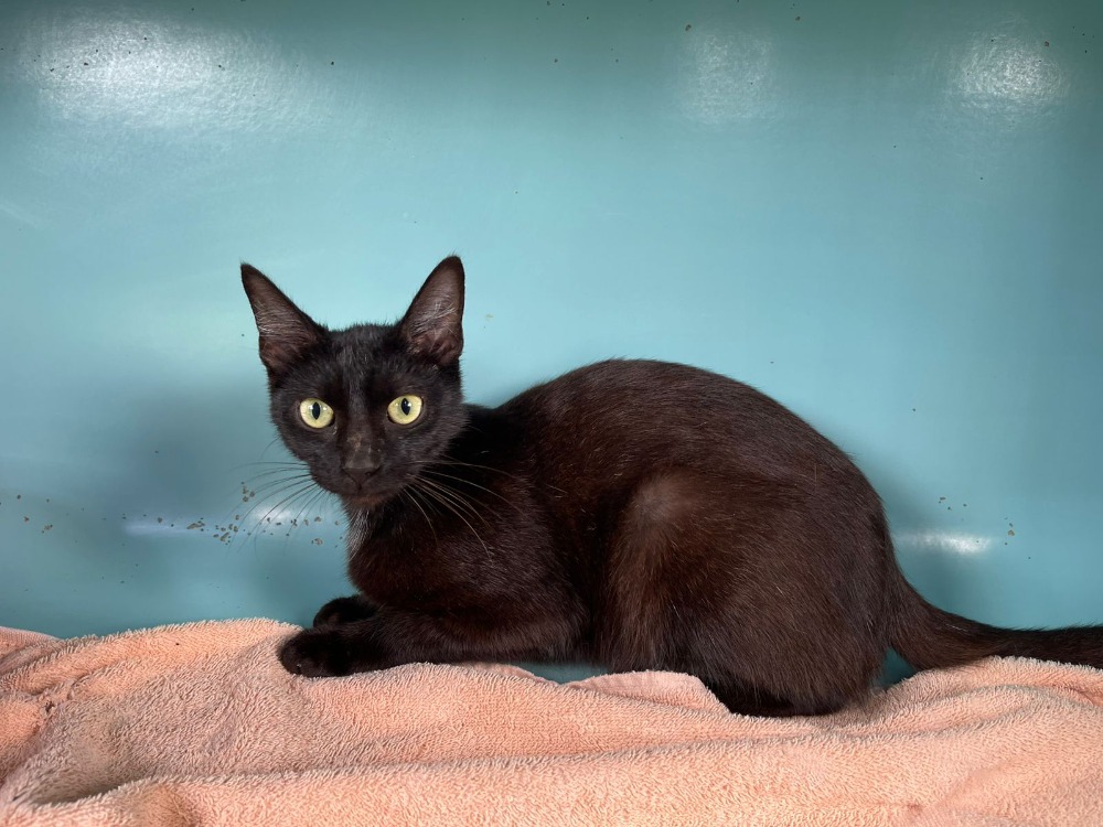 Animal à l'adoption