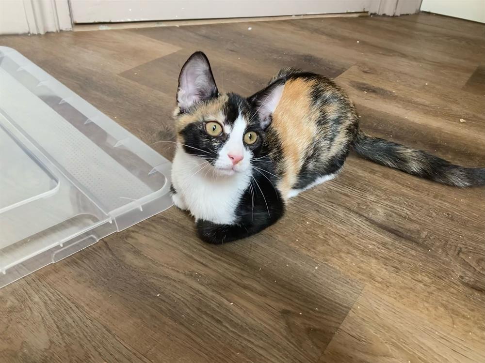 Animal à l'adoption