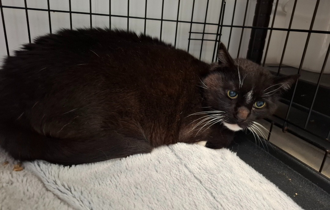 Animal à l'adoption