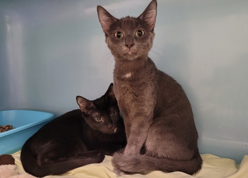 Animal à l'adoption
