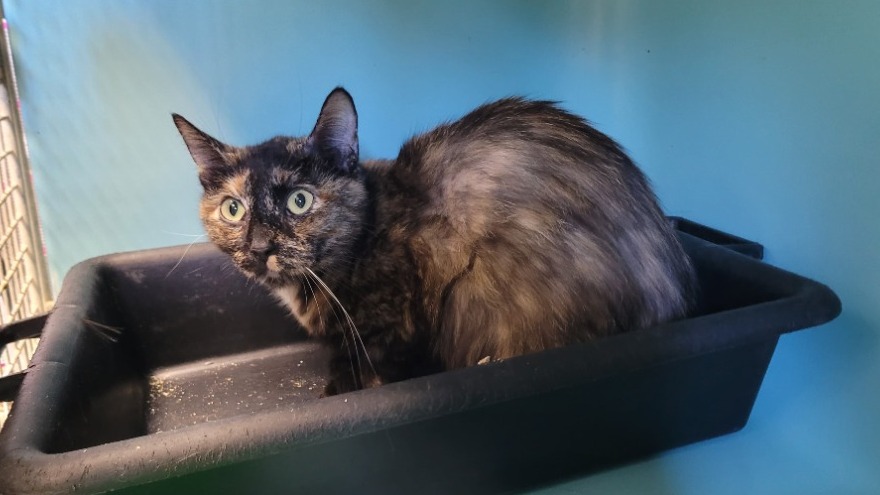 Animal à l'adoption