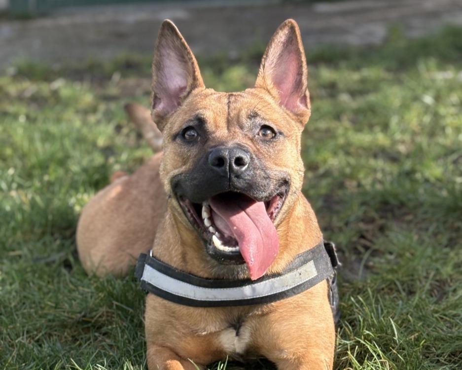 Animal à l'adoption