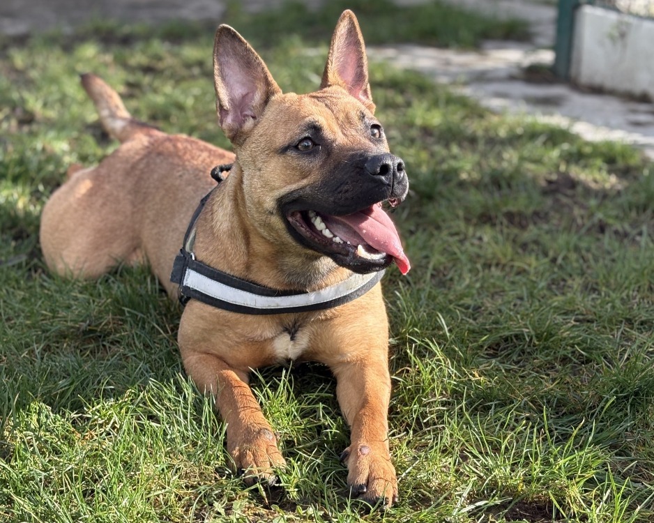 Photo de Fendie