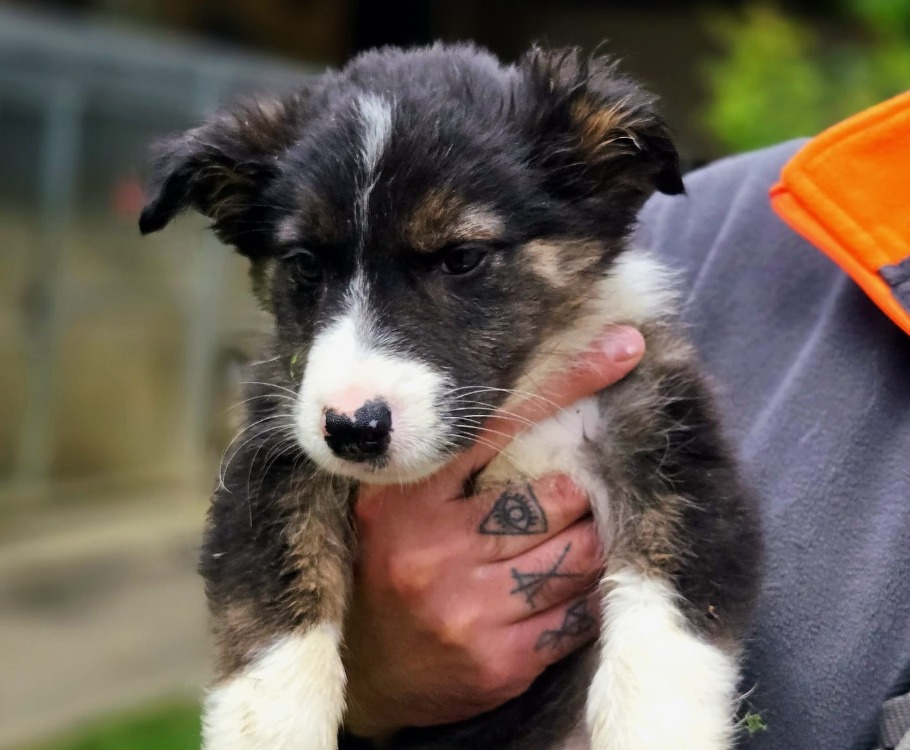 Animal à l'adoption