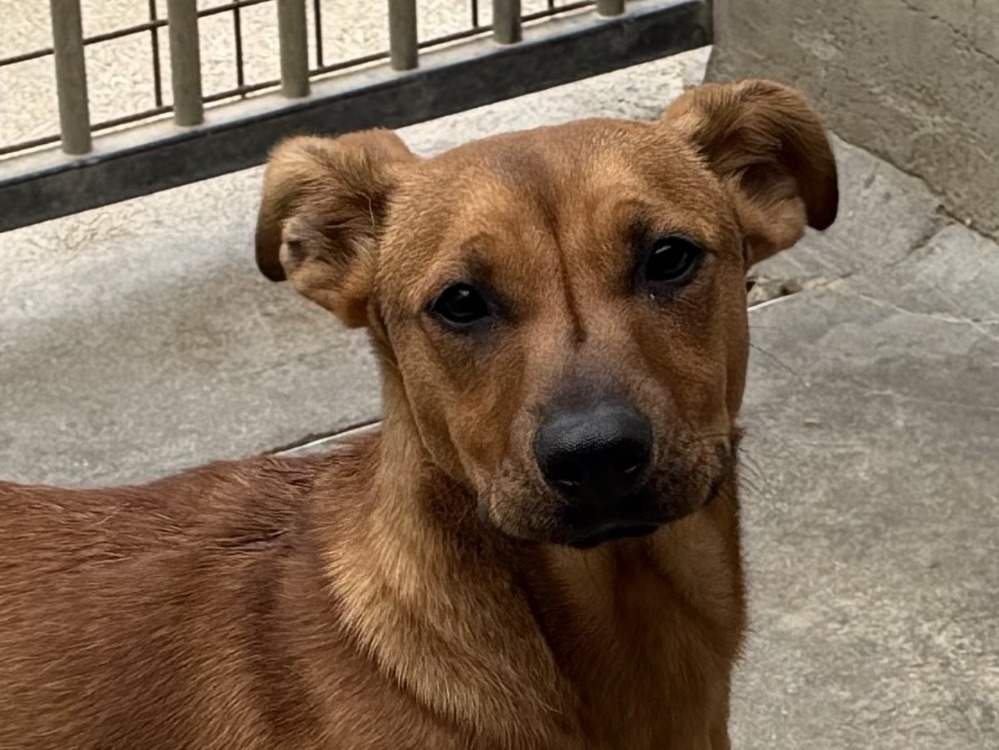 Animal à l'adoption