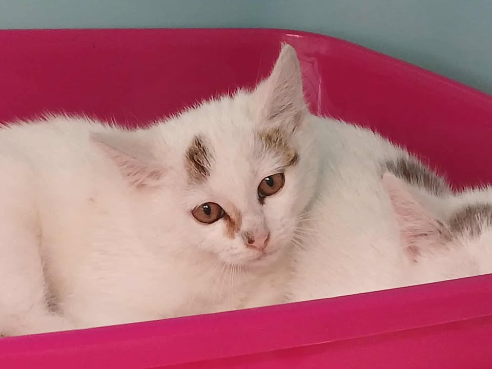 Animal à l'adoption