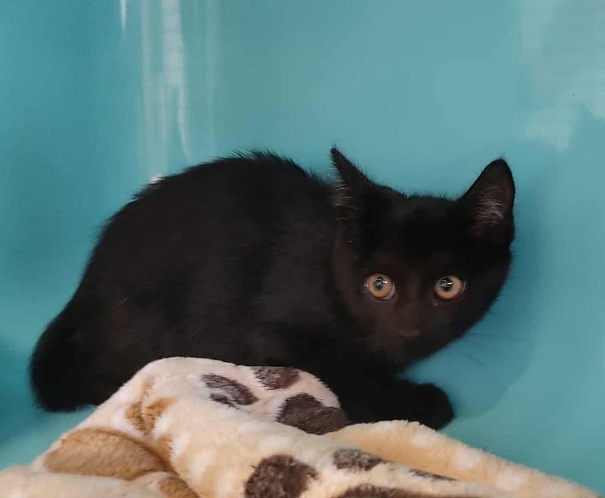 Animal à l'adoption