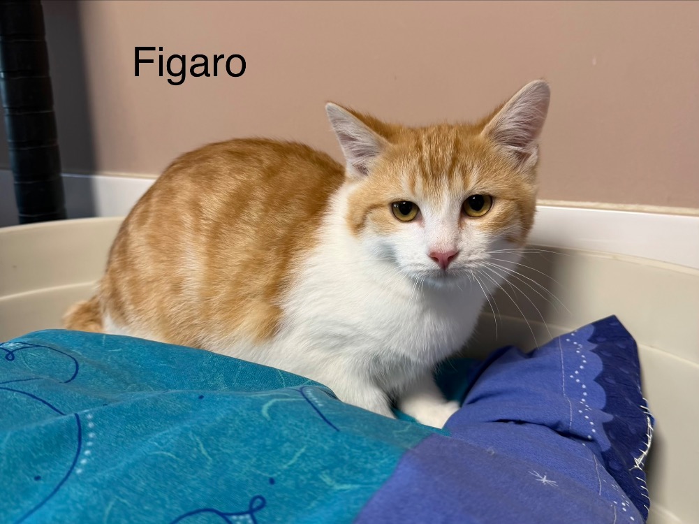 Animal à l'adoption