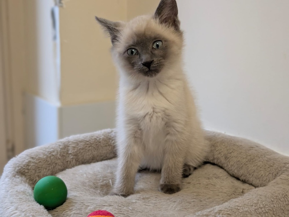 Animal à l'adoption