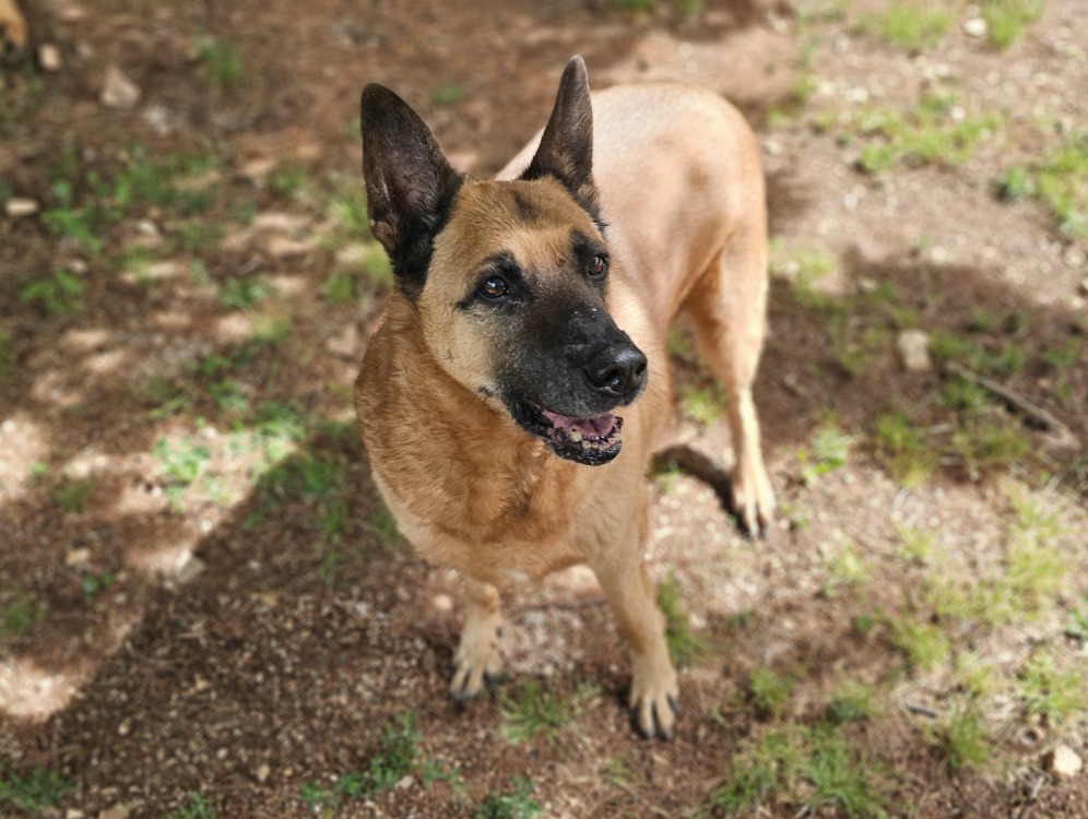 Animal à l'adoption