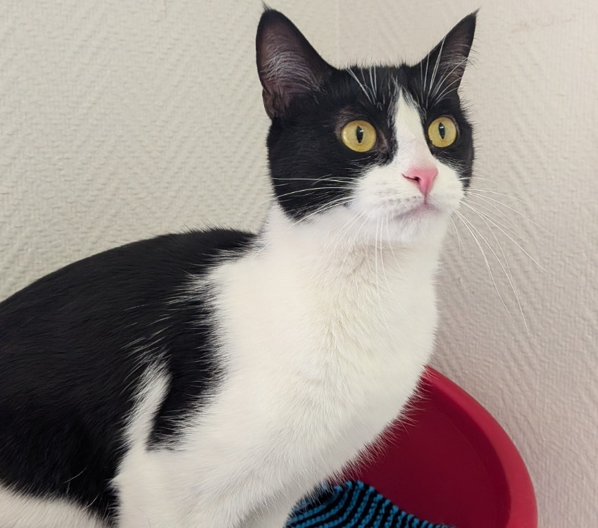 Animal à l'adoption