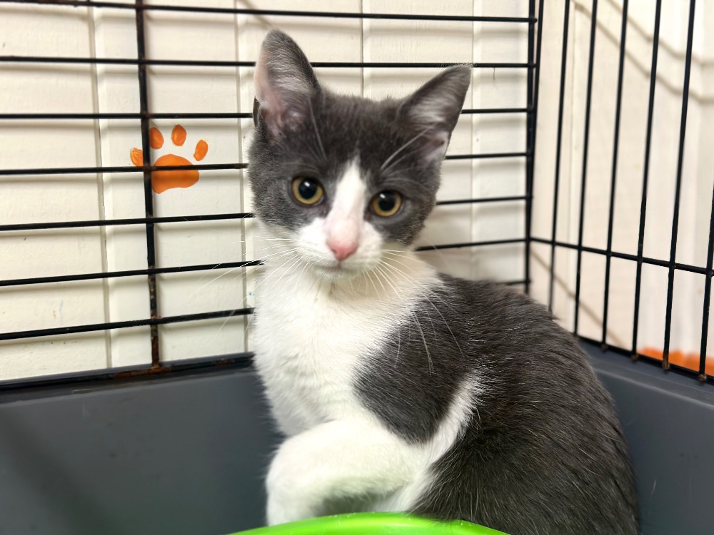 Animal à l'adoption