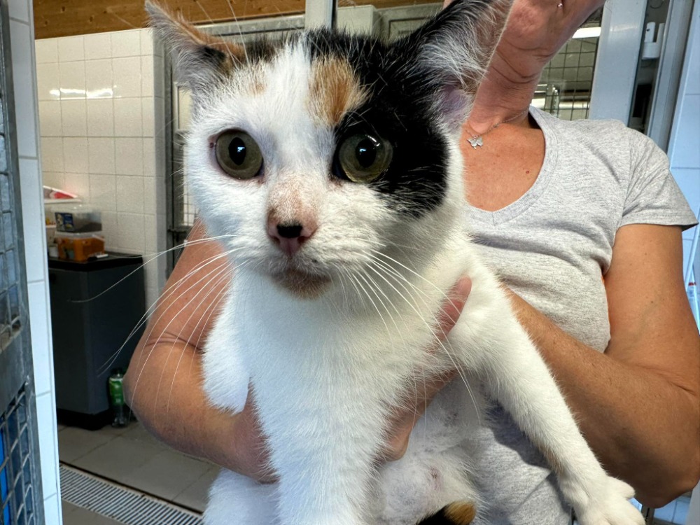 Animal à l'adoption