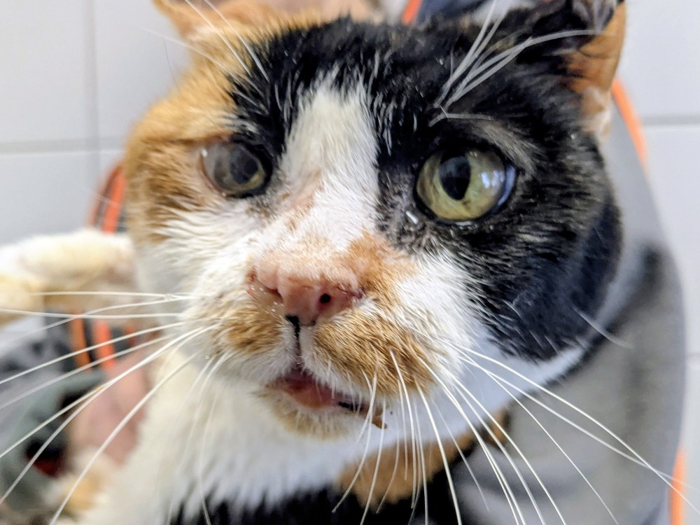 Animal à l'adoption