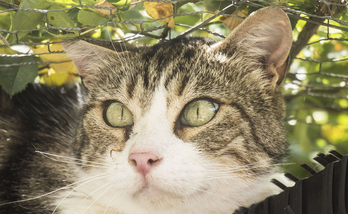 Animal à l'adoption
