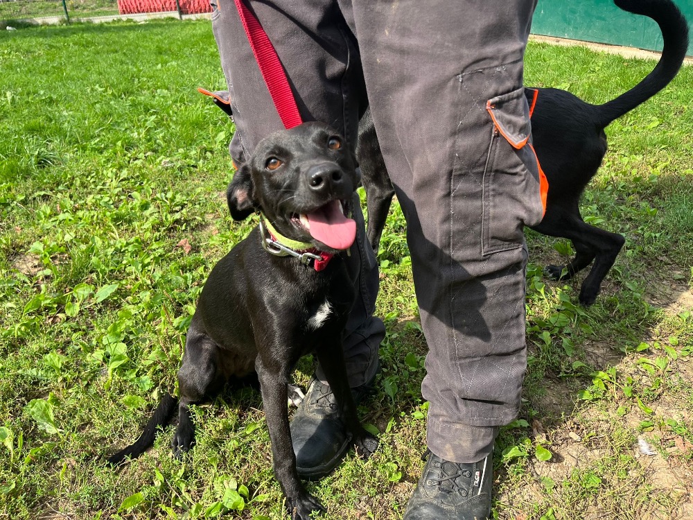 Animal à l'adoption