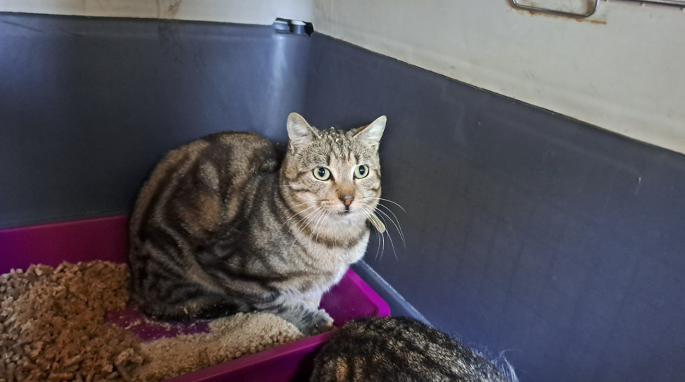 Animal à l'adoption