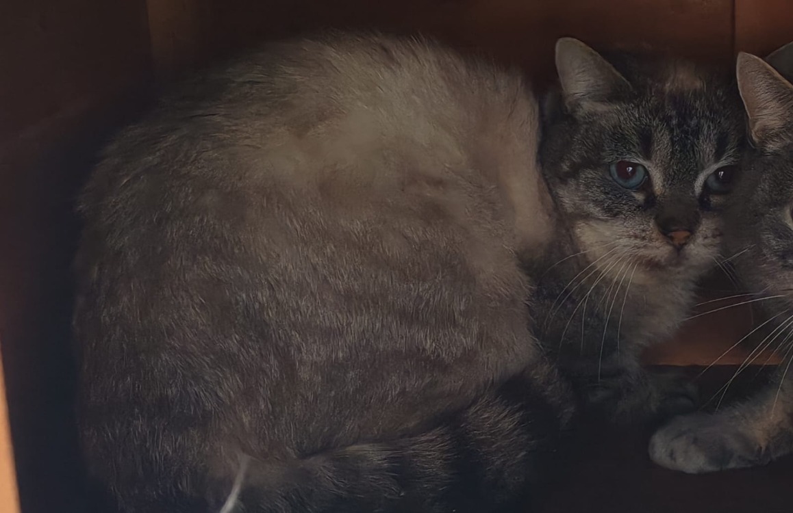 Animal à l'adoption