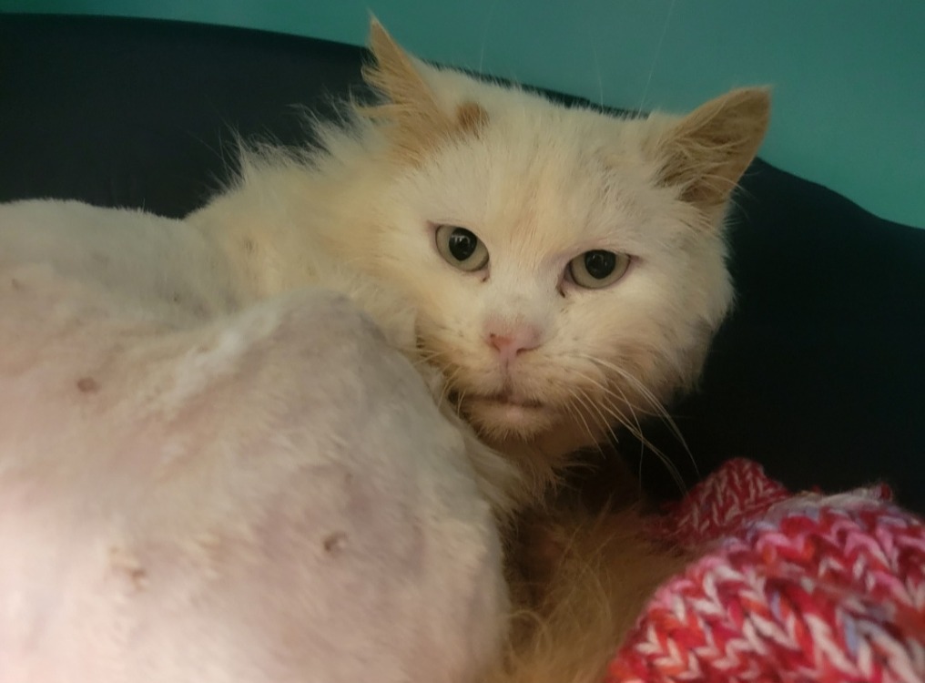 Animal à l'adoption