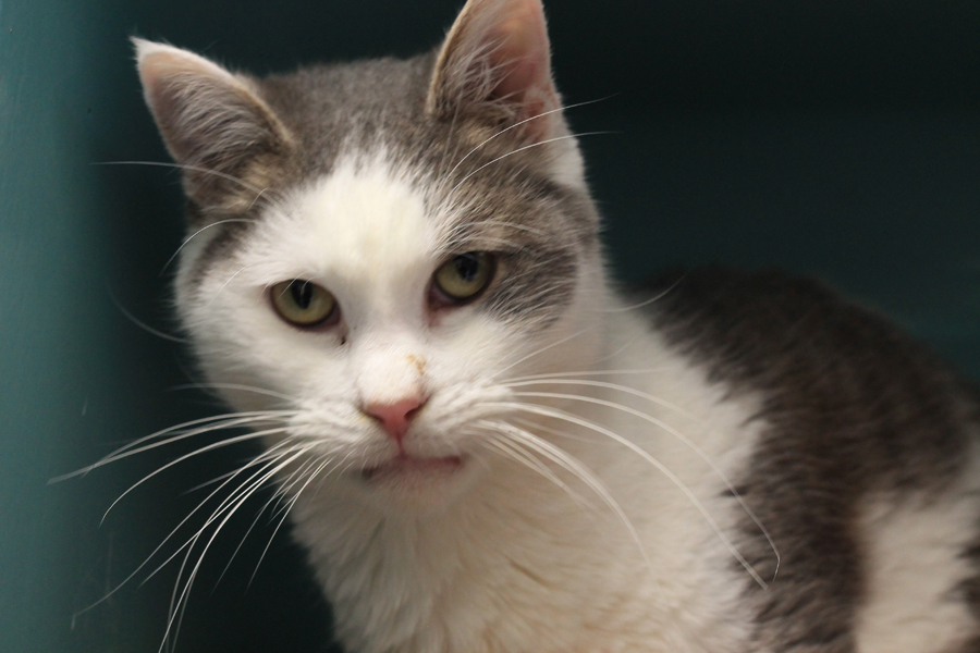 Animal à l'adoption