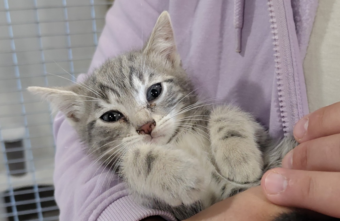 Animal à l'adoption