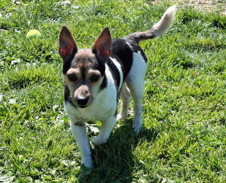 Animal à l'adoption