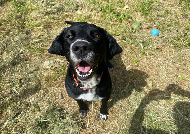 Animal à l'adoption
