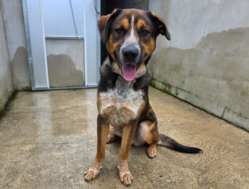 Animal à l'adoption