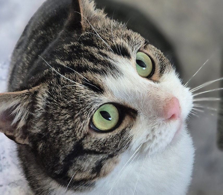 Animal à l'adoption