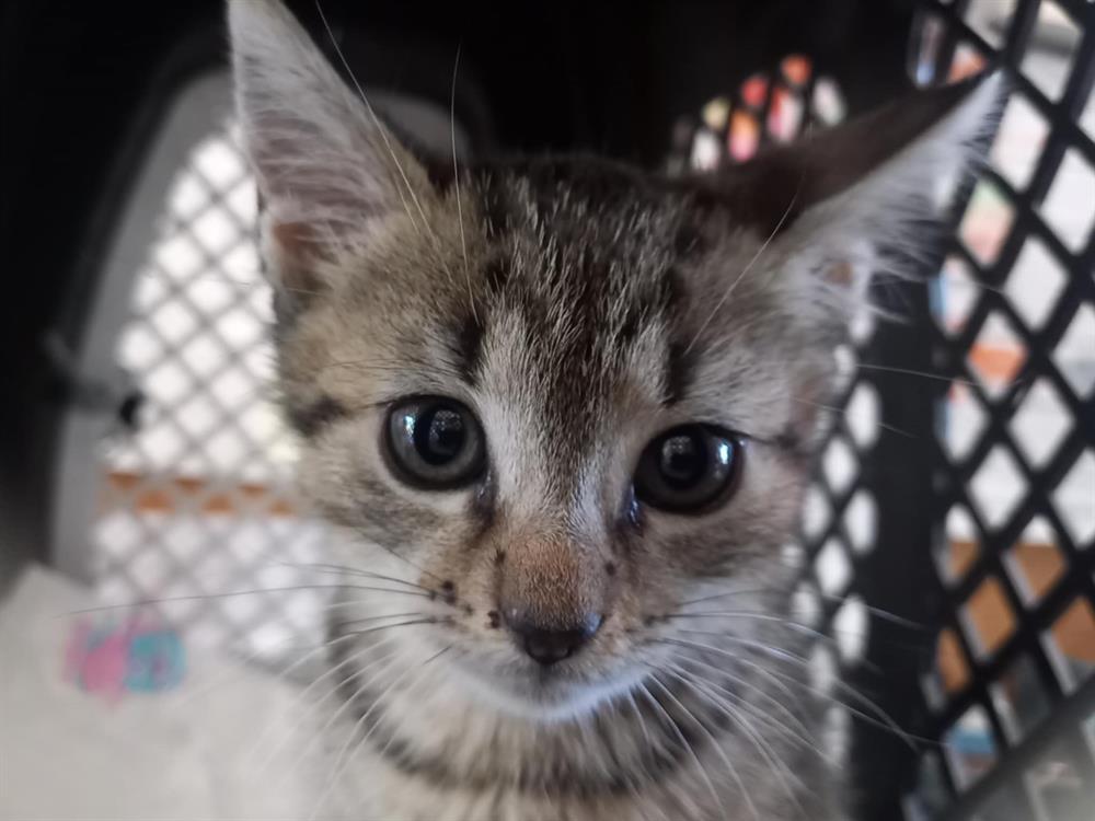 Animal à l'adoption
