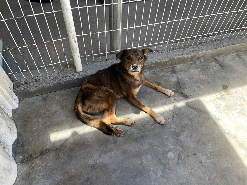 Animal à l'adoption