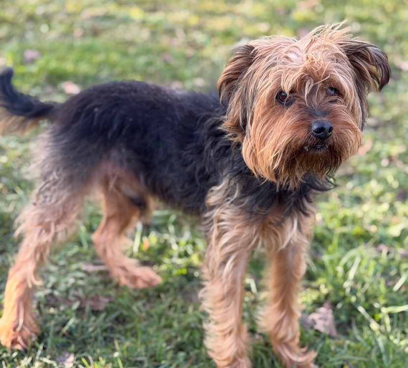 Animal à l'adoption