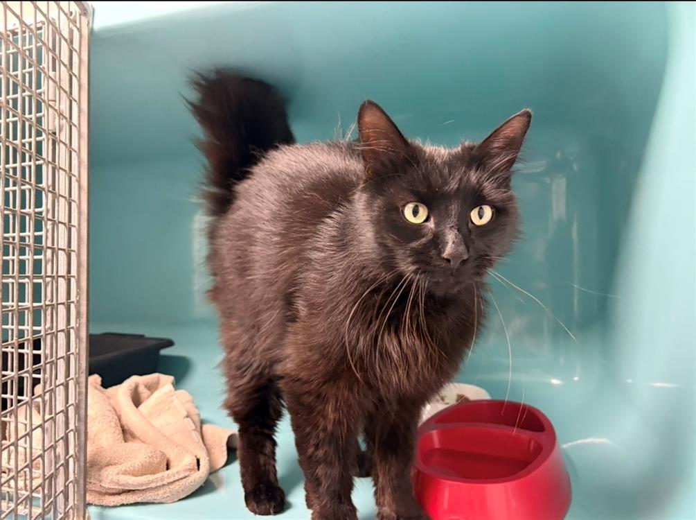 Animal à l'adoption