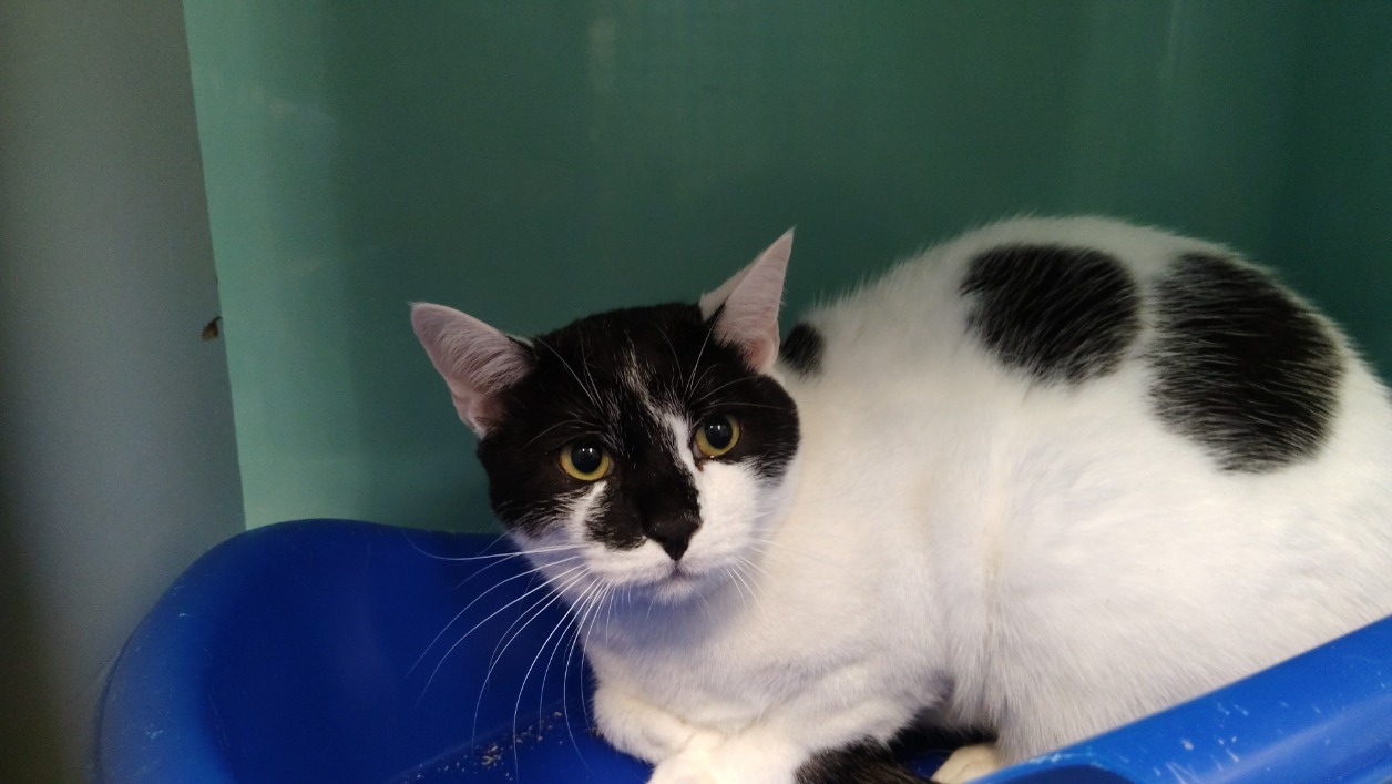 Animal à l'adoption