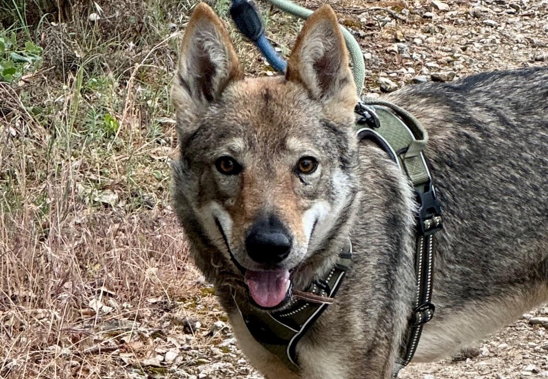 Freya