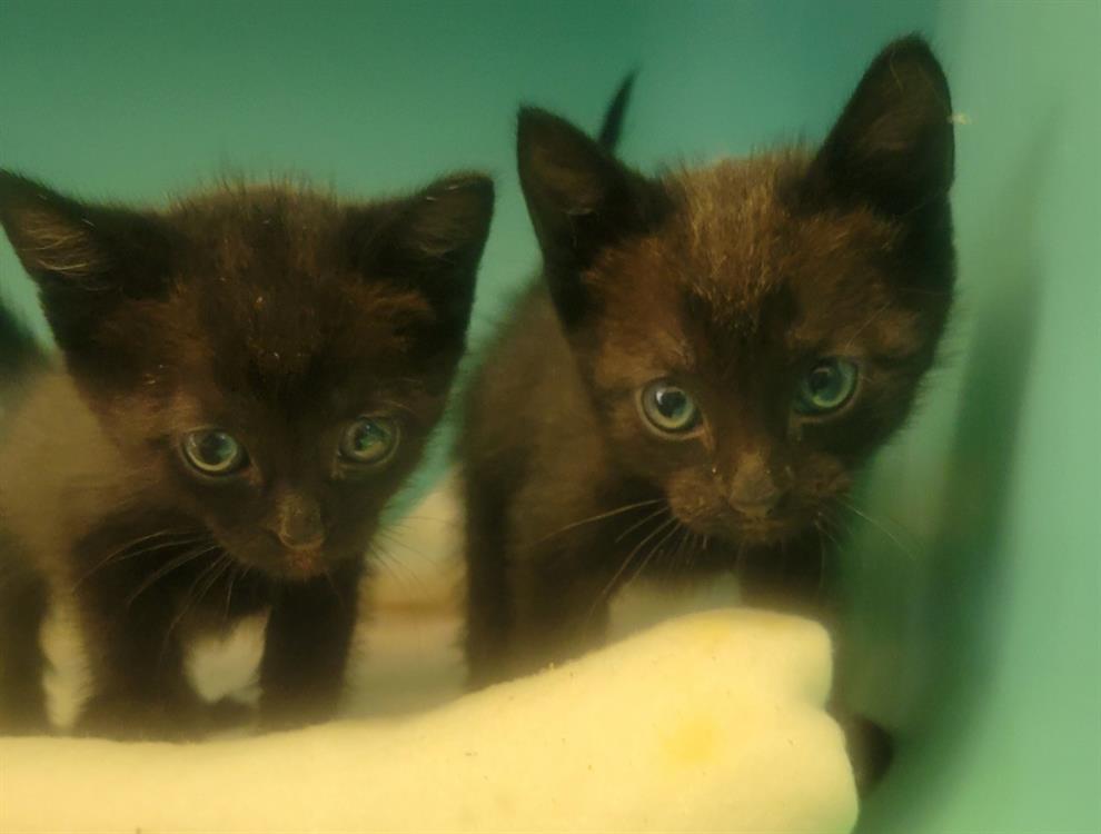 Animal à l'adoption