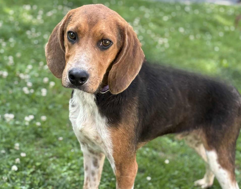 Animal à l'adoption