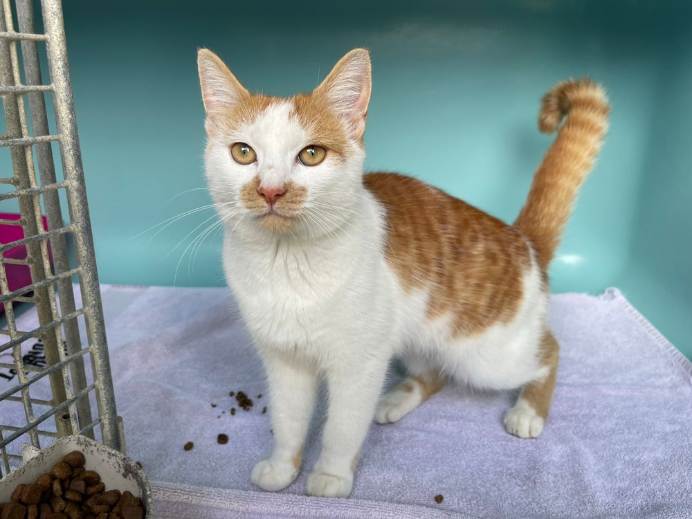 Animal à l'adoption