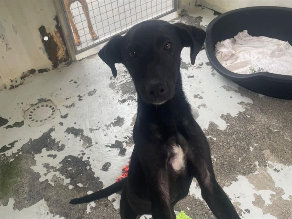 Animal à l'adoption