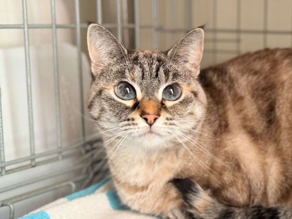Animal à l'adoption