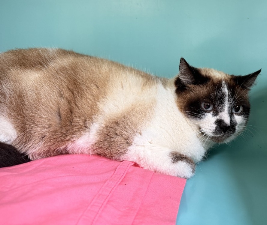 Animal à l'adoption